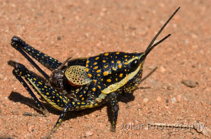 Redbank Gorge_20070914_147.jpg - Spectacular (but so far unidentified) beetle in Ormiston Pound, West MacDonnell Ranges, NT